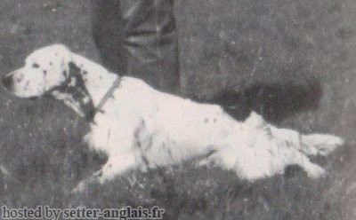 Setter Anglais LIZ DEL DIANELLA Setter Anglais LIZ DEL DIANELLA